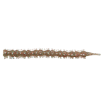 BLOODWORM